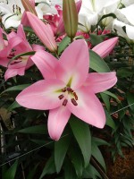 [5213 Cathay VZ No01.JPG]